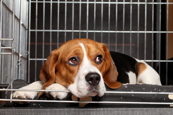 Beagle in a crate