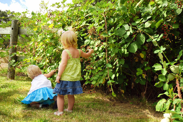 Two caucasian toddlers picking blackberries on farm