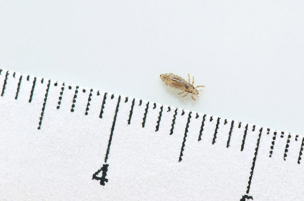 Head louse on a white background next to a ruler with centimeter.