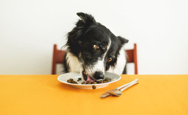 Dog eating from a plate at a table