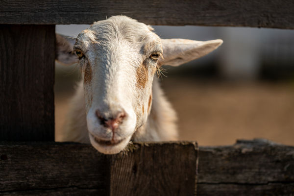 Sheep peeking out of a fence