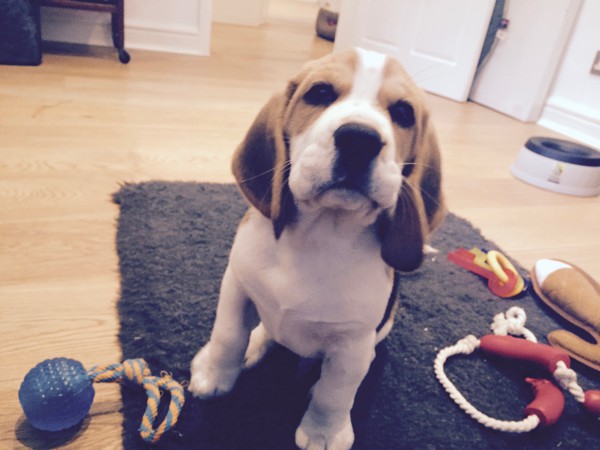 Troublesome Beagle Pup