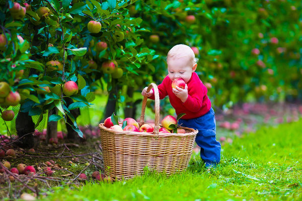 Child picking apples on a farm