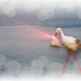 Stork delivering baby blured background and lens flare