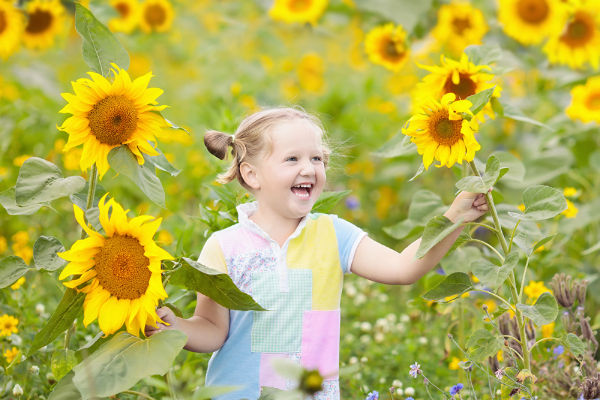 Child playing in sunflower field on sunny summer day. Kids play with sunflowers. Little girl picking sun flowers in summer garden. Children gardening. Family vacation in Tuscany, Italy. Gardener kid.