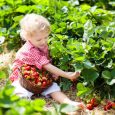 Kids Pick Strawberry On Berry Field In Summer