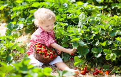 Kids Pick Strawberry On Berry Field In Summer