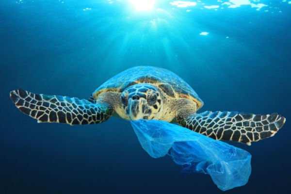 Turtle eating plastic bag