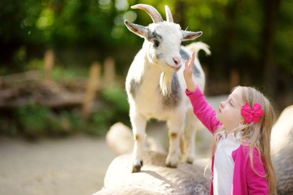 Cute Little Girl Petting And Feeding A Goat At Petting Zoo. 