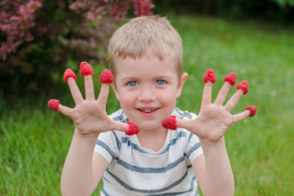Child picking raspberries and putting them on his fingers