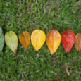 Autumn Leaf Transition And Variation Concept For Fall And Change