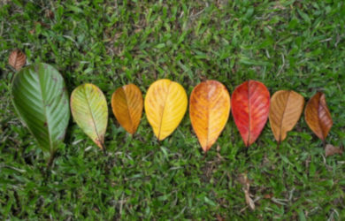 Autumn Leaf Transition And Variation Concept For Fall And Change